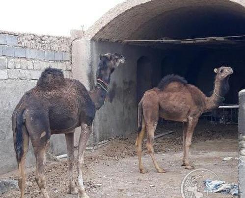 عکس شتر با بچه