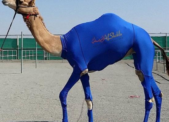 عکس شتر با بچه