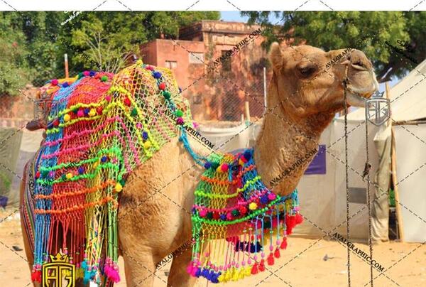 عکس شتر با بچه