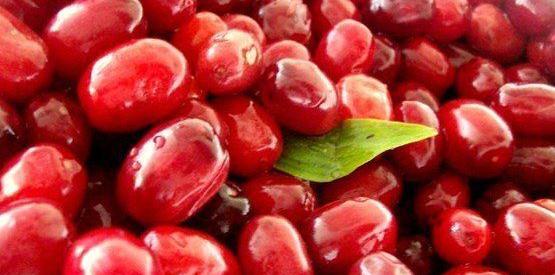 عکس نوشته زغال اخته