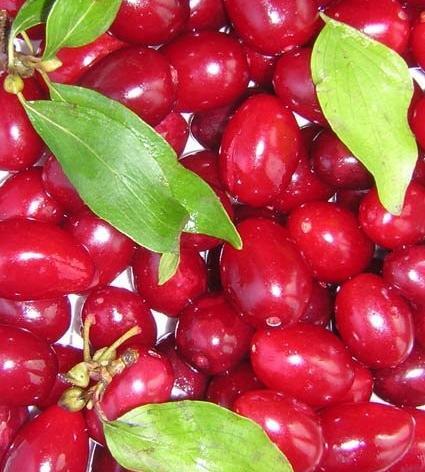 عکس نوشته زغال اخته