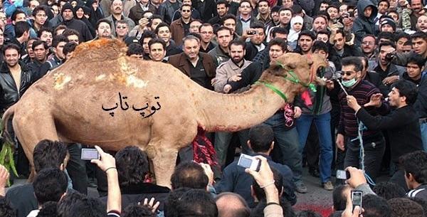 عکس نوشته درباره ی شتر