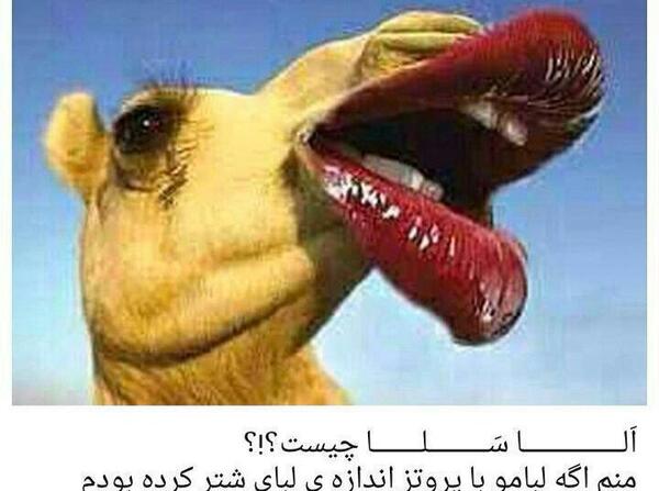 عکس نوشته درباره ی شتر