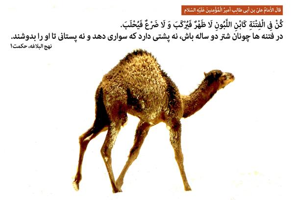 عکس نوشته درباره ی شتر