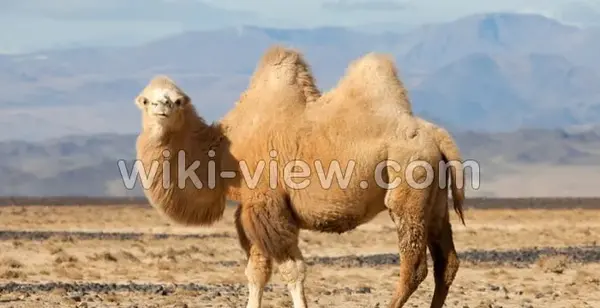 عکس نوشته درباره ی شتر