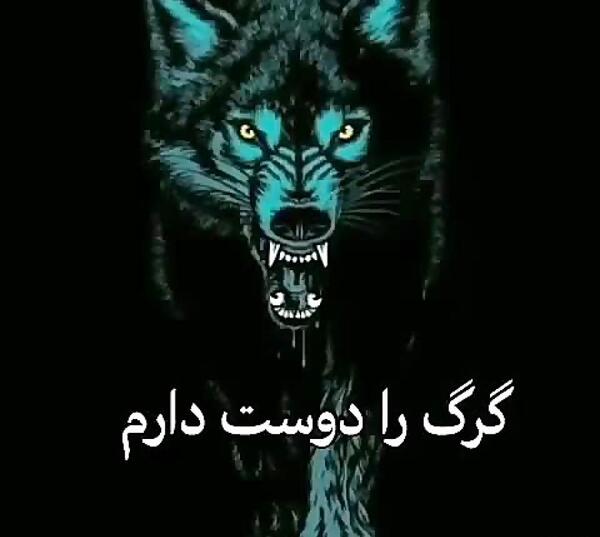 عکس گرگ زخم خورده