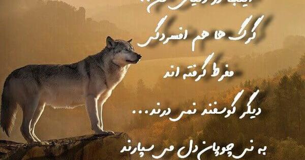 عکس گرگ زخم خورده