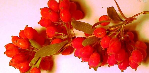 عکس میوه زرشک