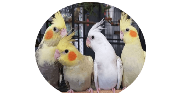 عکس کنه عروس هلندی