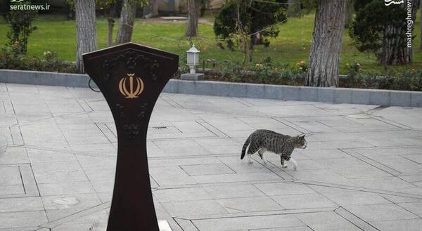 عکس گربه حیاط