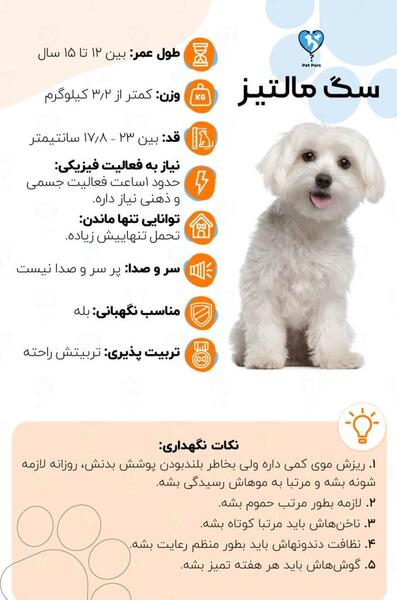 عکس سگ شیتزو مالتیز