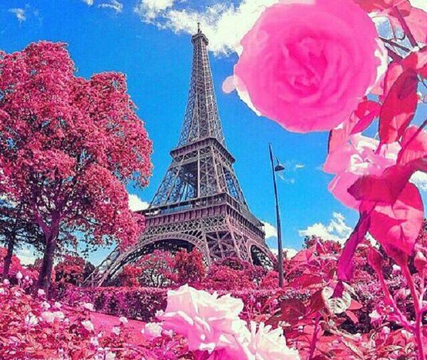 عکس طبیعت صورتی