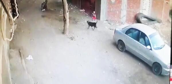 عکس گربه جن