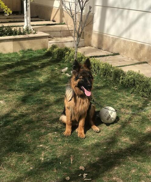عکس سگ ژرمن در ایران