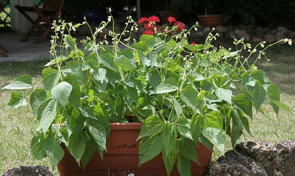عکس کاشت لوبیا در گلدان برای مدرسه