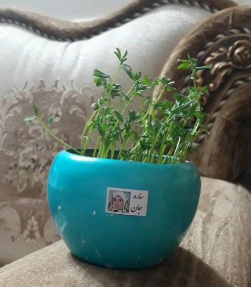 عکس کاشت لوبیا در گلدان برای مدرسه