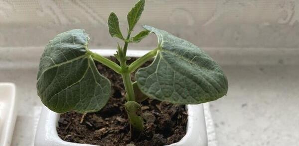 عکس کاشت لوبیا در گلدان برای مدرسه