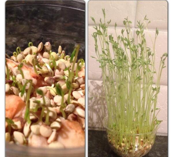 عکس کاشت لوبیا در گلدان برای مدرسه