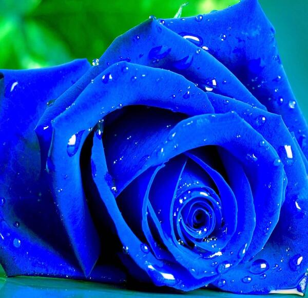 عکس گل رز آبی و بنفش