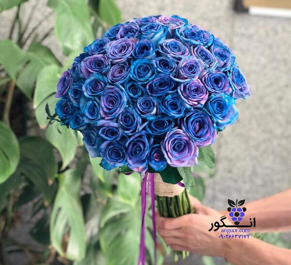 عکس گل رز آبی و بنفش