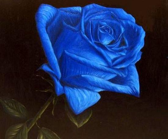 عکس گل رز آبی و بنفش