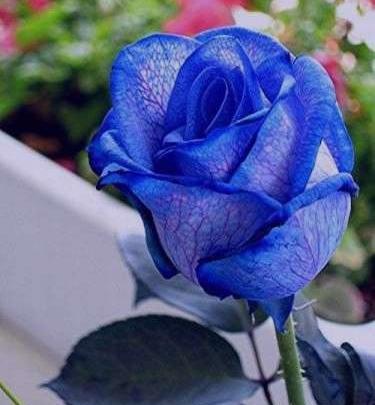 عکس گل رز آبی و بنفش