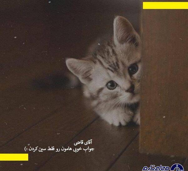عکس شکست عشقی گربه