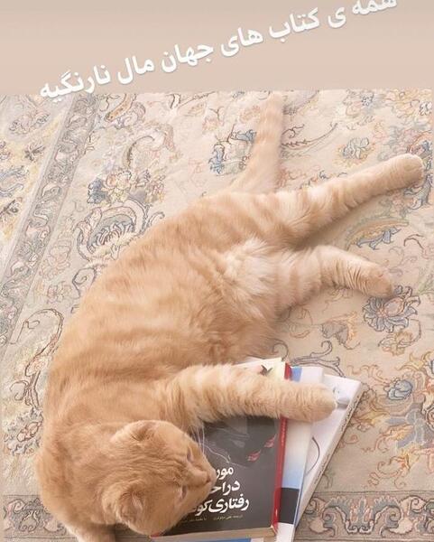 عکس شکست عشقی گربه