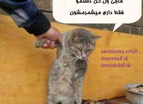 عکس شکست عشقی گربه