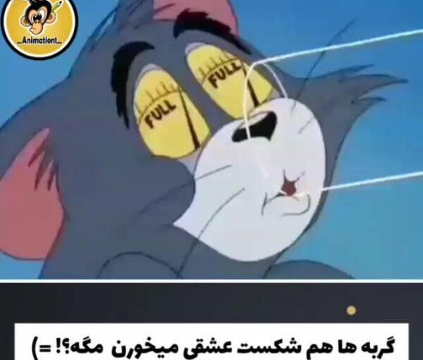 عکس شکست عشقی گربه