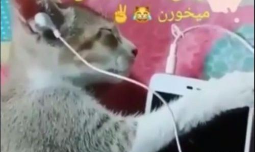 عکس شکست عشقی گربه