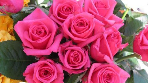 عکس گل فرانسوی