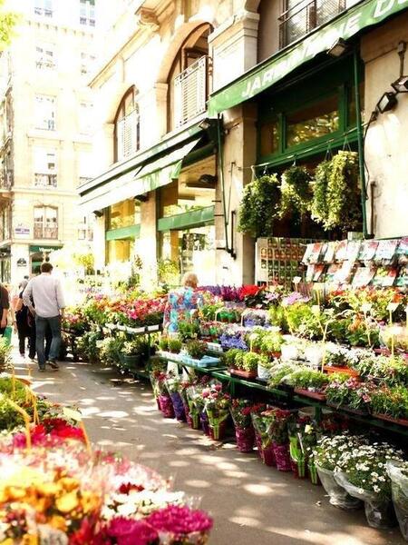 عکس گل فرانسوی