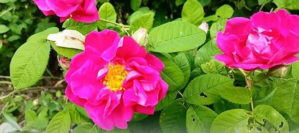 عکس گل فرانسوی