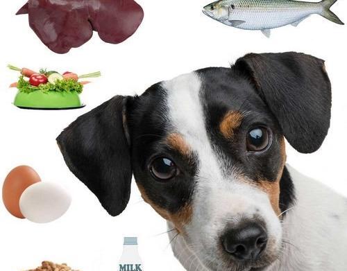 عکس غذای سگ ژرمن