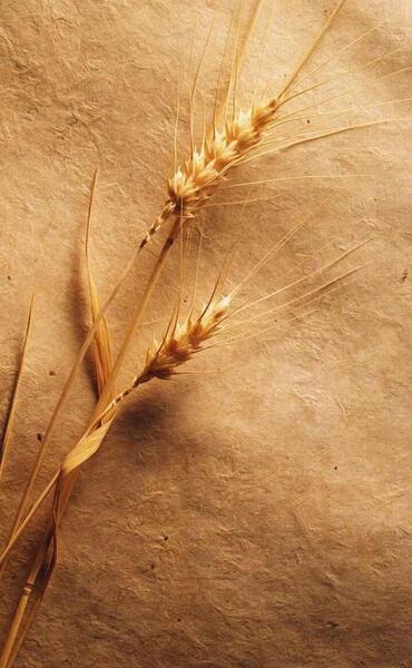 عکس زمینه گوشی طلایی