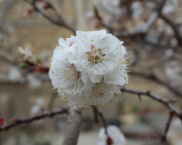 عکس بهاری حیاط