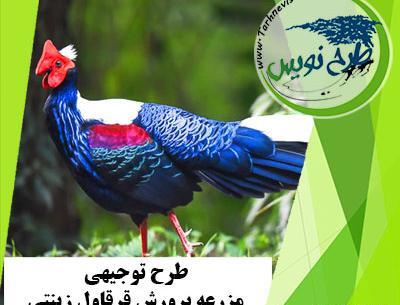 عکس طاووس و قرقاول