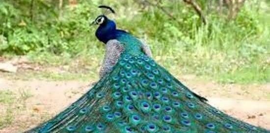 عکس طاووس و قرقاول