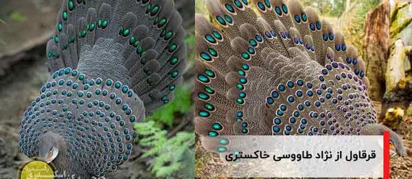عکس طاووس و قرقاول