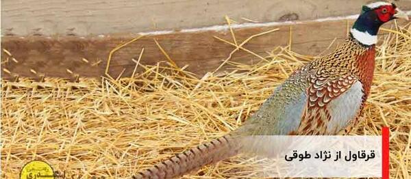 عکس طاووس و قرقاول