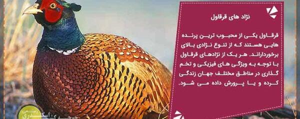 عکس طاووس و قرقاول