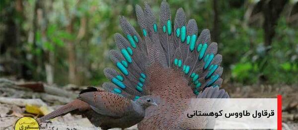 عکس طاووس و قرقاول