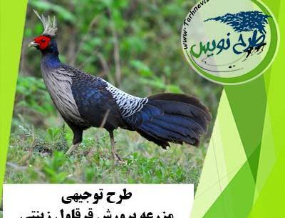 عکس طاووس و قرقاول