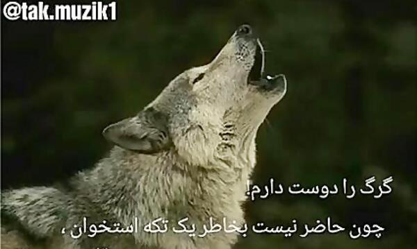 عکس نوشته عاشقانه گرگ