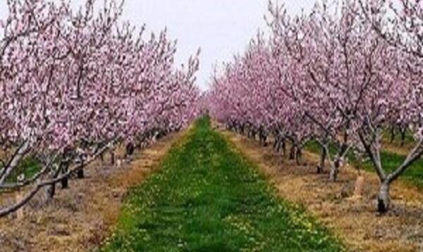 عکس سوسک گرده خوار