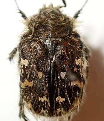 عکس سوسک گرده خوار