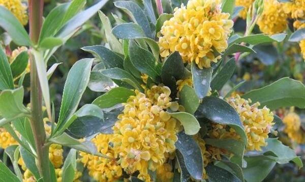 عکس گل زرشک