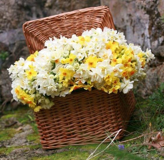 عکس دسته گل نرگس زیبا