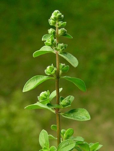 عکس گیاه مرزنجوش